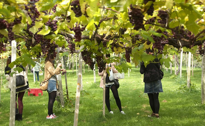 �̳�ƻ��;�Ԥϡ��̤Υե롼�Ĳ����