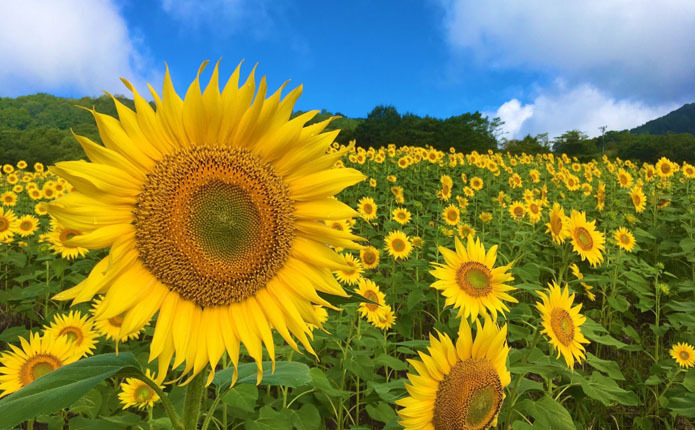 ���̤˹�����Ҥޤ��Ȫ�ǵ���򴶤���û����ҹ⸶