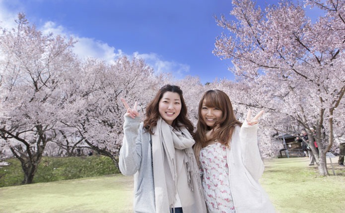 信州の春、桜の名所・高遠公園